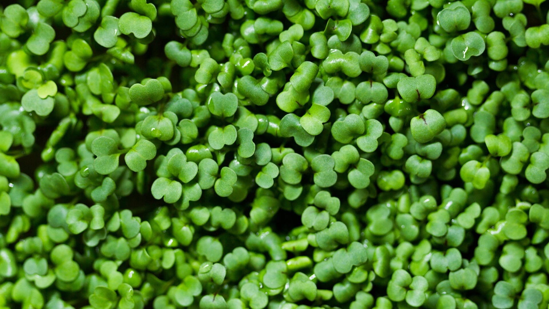 Minivoices – Umami – Trevo